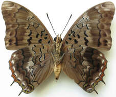 Imagem de Charaxes cedreatis Hewitson 1874