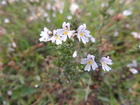 Imagem de Euphrasia officinalis L.