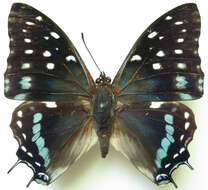 Imagem de Charaxes etesipe Godart 1824