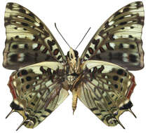 Imagem de Charaxes etesipe Godart 1824