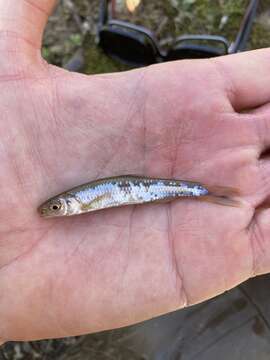 Image of Whitetail Shiner