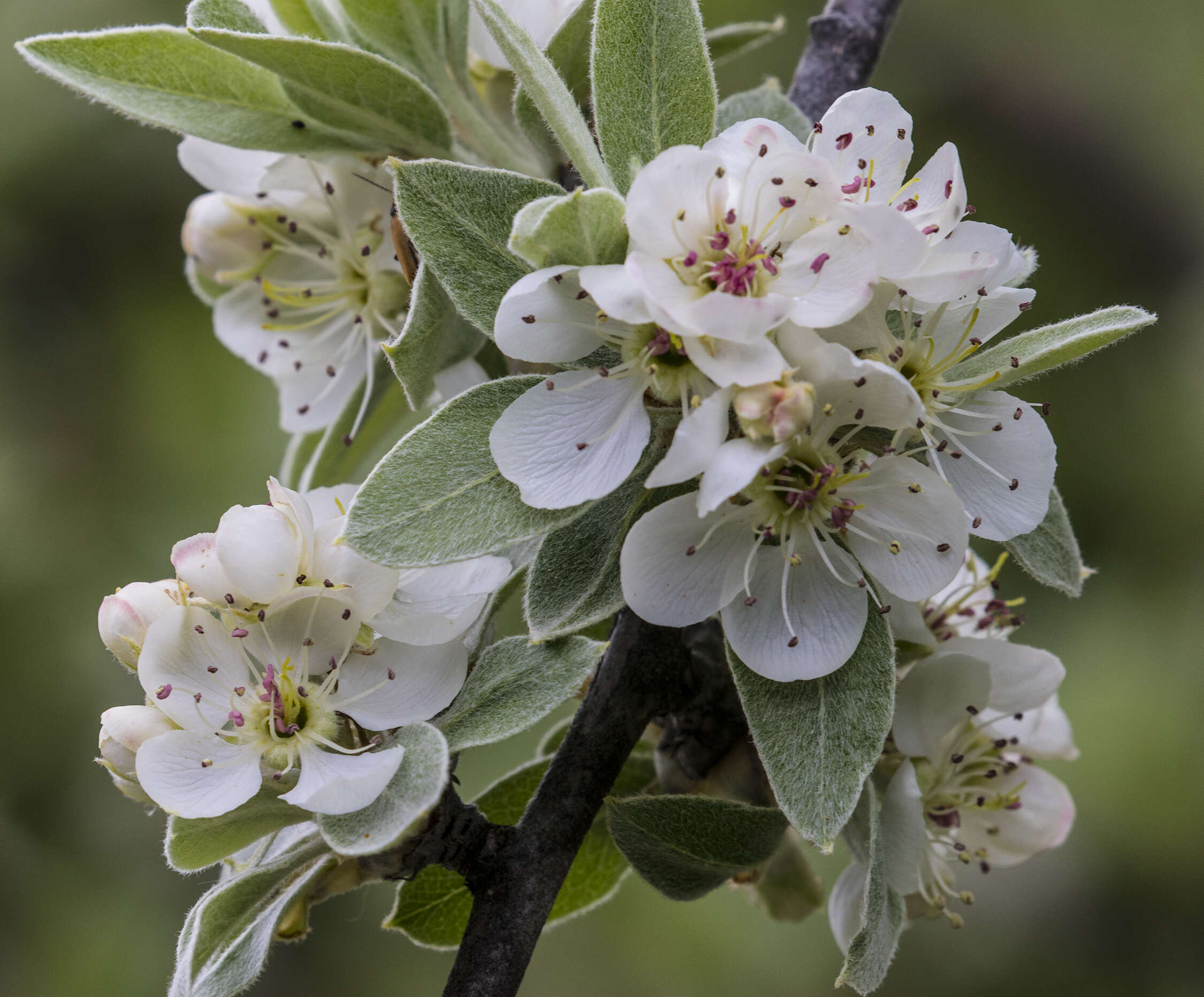 Image de Pyrus elaeagrifolia Pall.