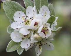 Image de Pyrus elaeagrifolia Pall.