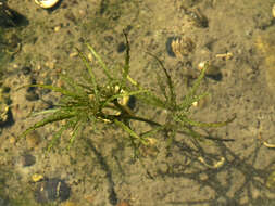 Image of Holly-leaved Naiad