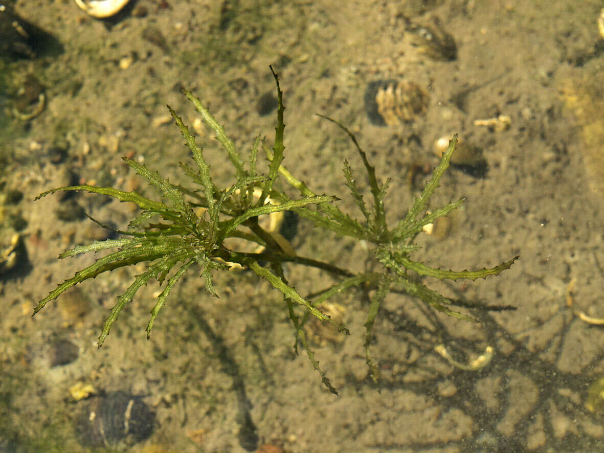 Image of Holly-leaved Naiad