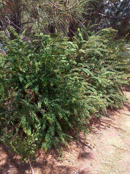 صورة Melaleuca hypericifolia Sm.