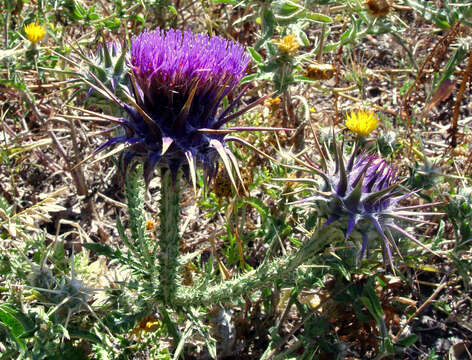 Image of Onopordum carduiforme Boiss.