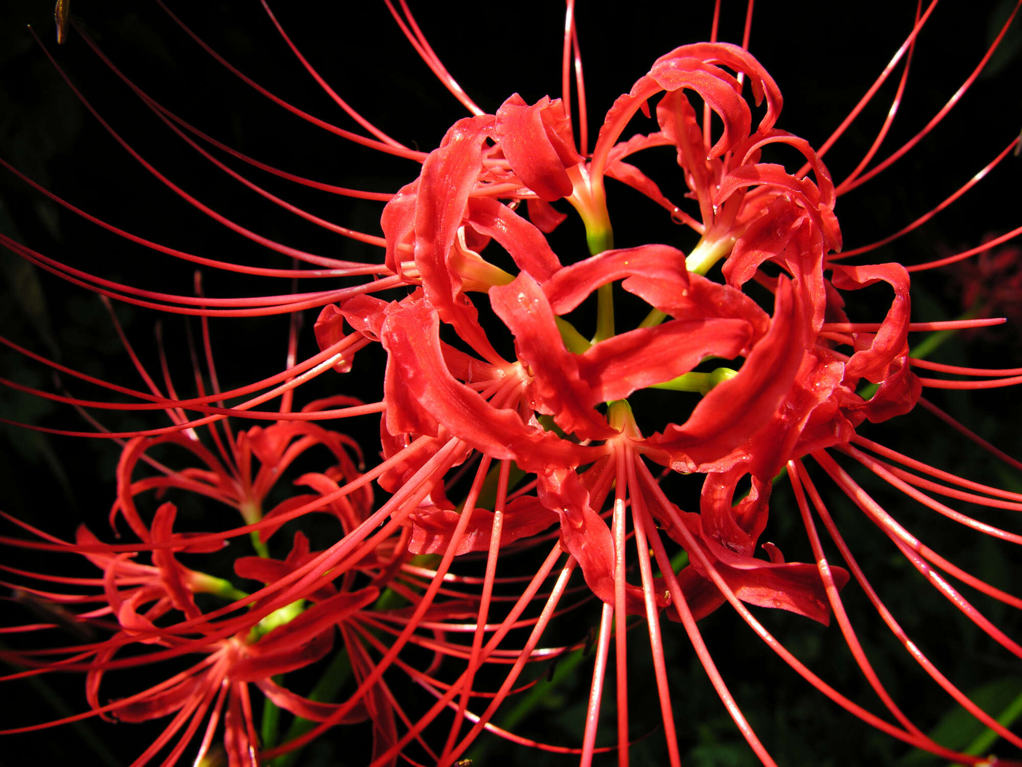 Image of red spider lily