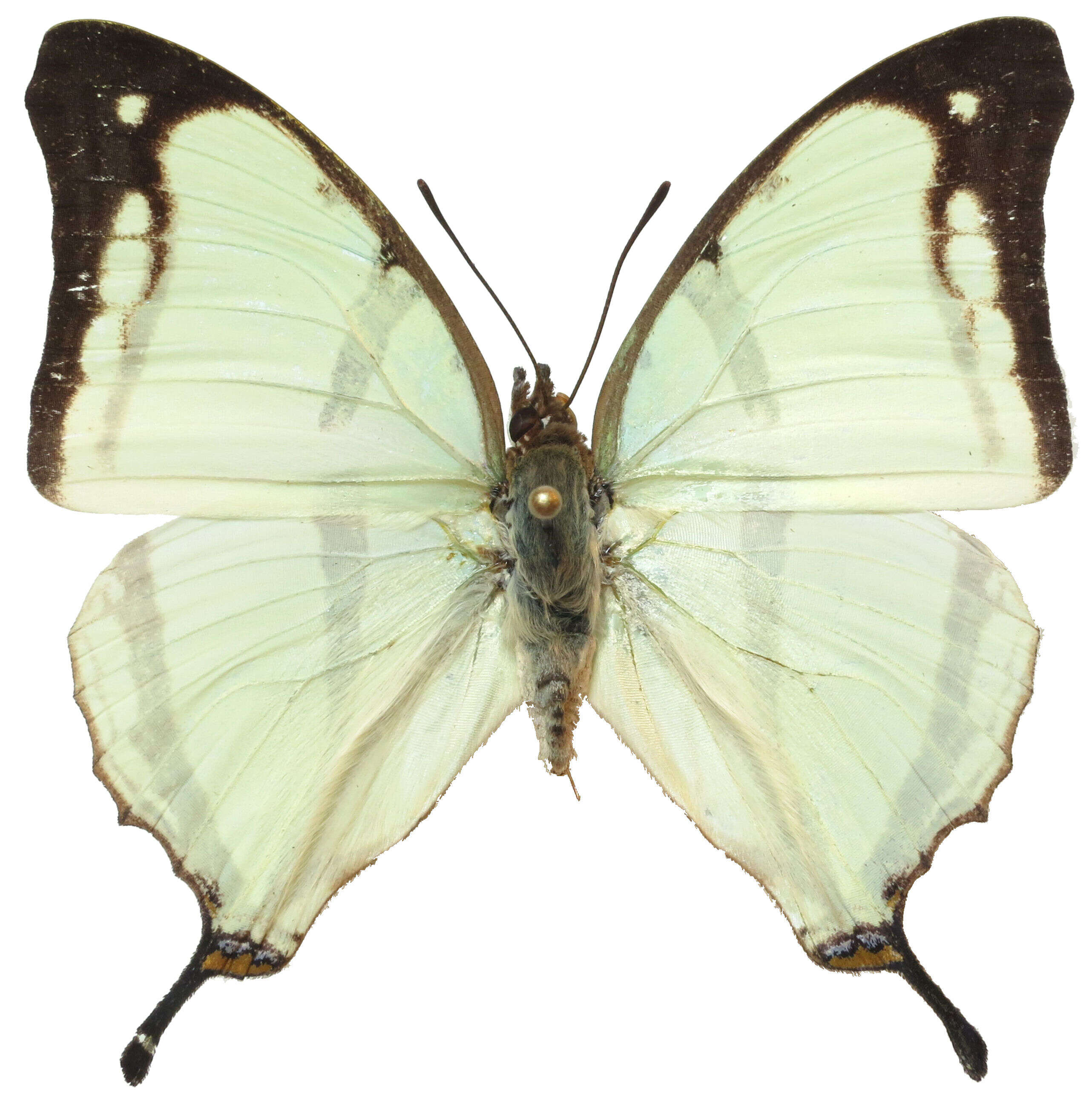 Слика од Charaxes kahldeni Homeyer & Dewitz 1882