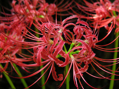 Image of red spider lily