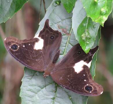 Image of Neorina lowii Doubleday (1849)