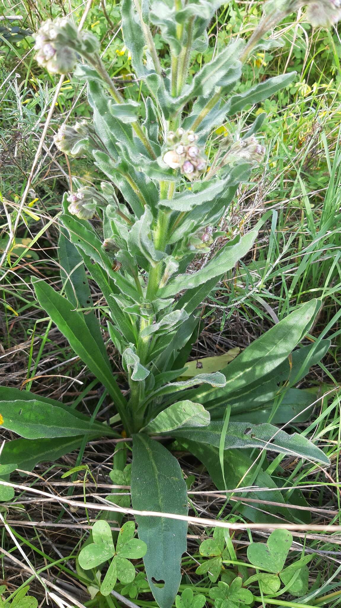 Sivun Cynoglossum clandestinum Desf. kuva