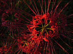 Image of red spider lily