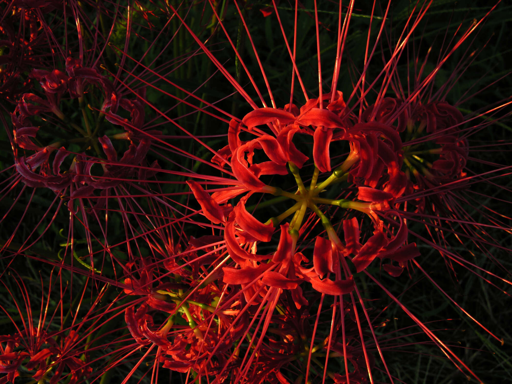 Image of red spider lily