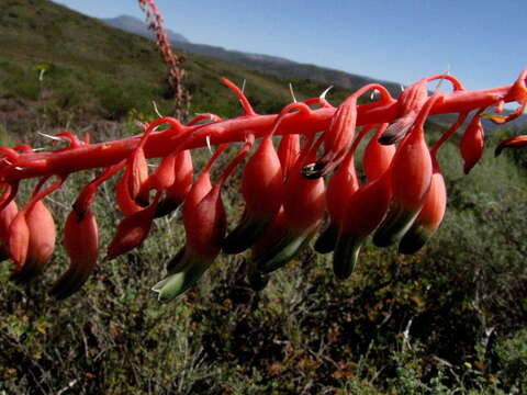 Image of Gasteria disticha var. disticha