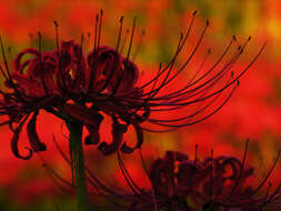 Image of red spider lily