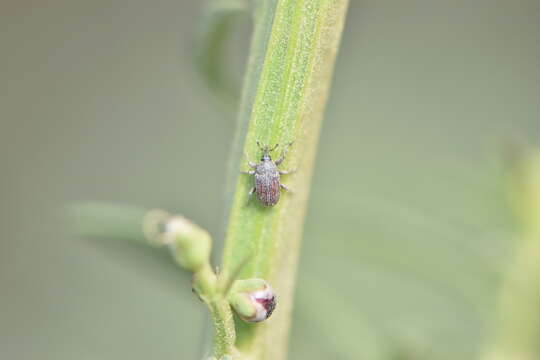 Image of Rhinusa algiricum Caldara 2001