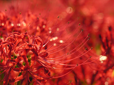 Image of red spider lily