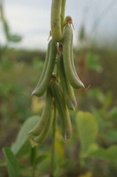 Image of smooth rattlebox