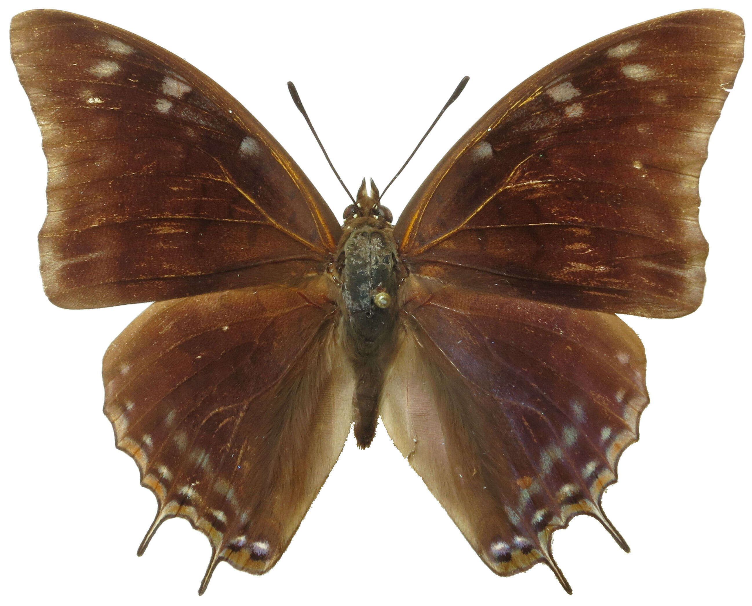 Imagem de Charaxes viola Butler 1865