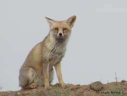 Image of Turkmenian fox