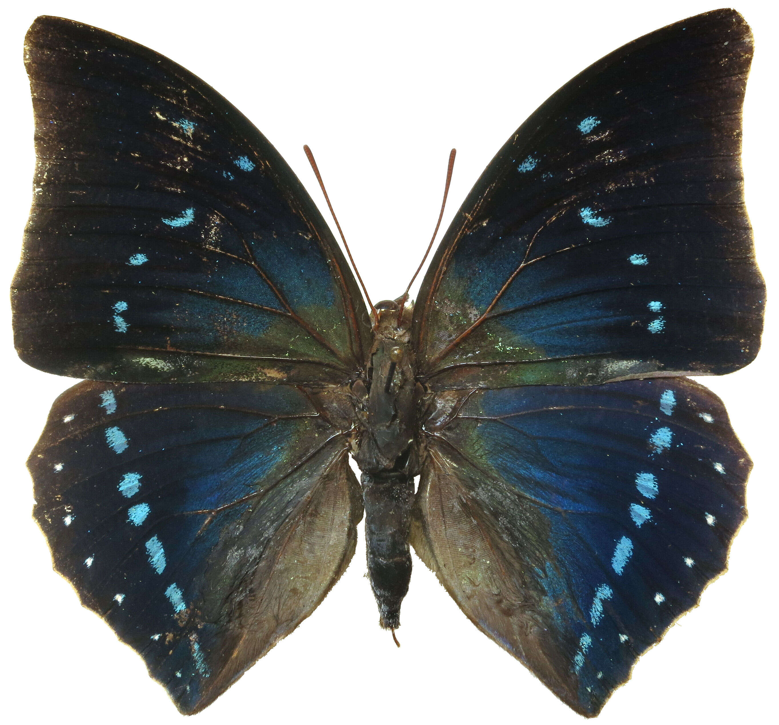 Charaxes zelica Butler 1869的圖片