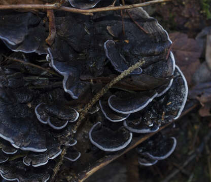 Image of Phellodon atratus K. A. Harrison 1964