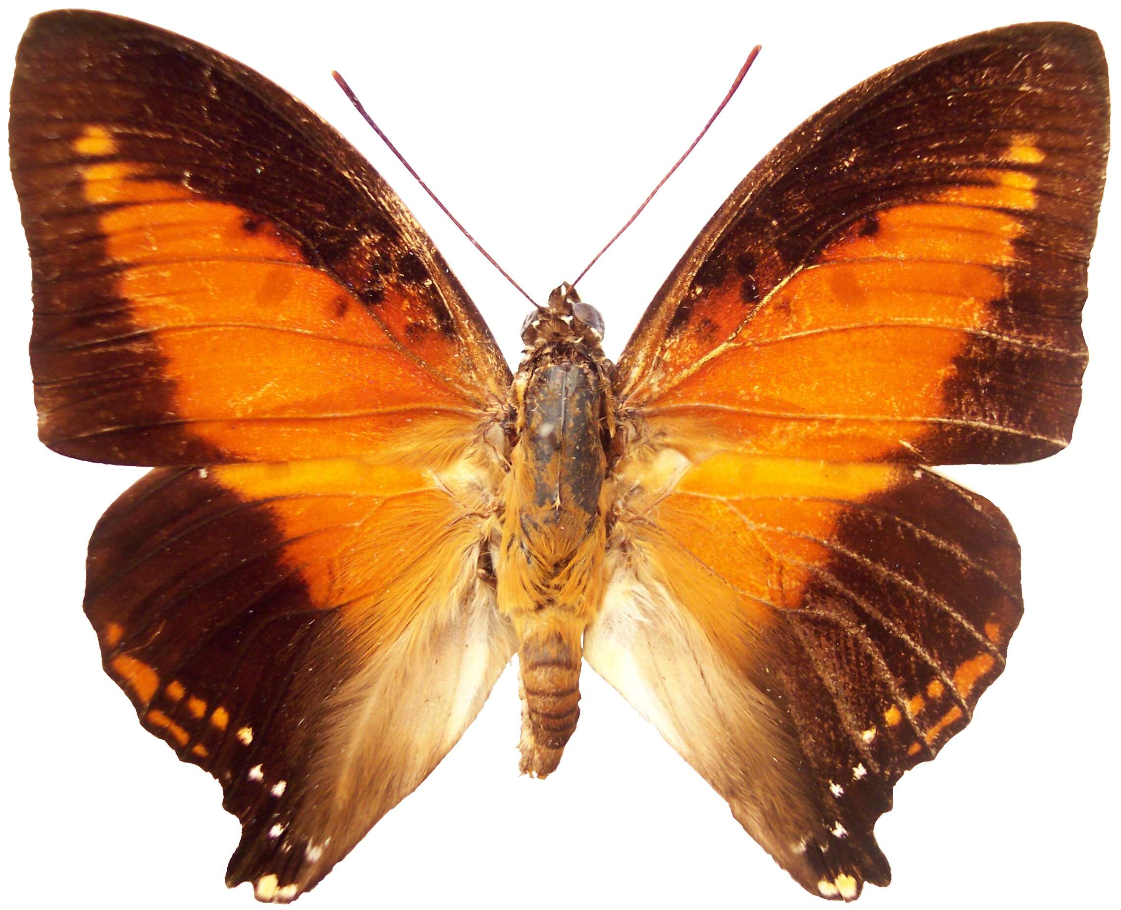 Image of Charaxes zingha Stoll 1780