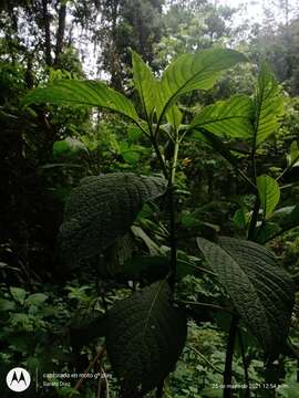 Image of Deppea grandiflora Schltdl.