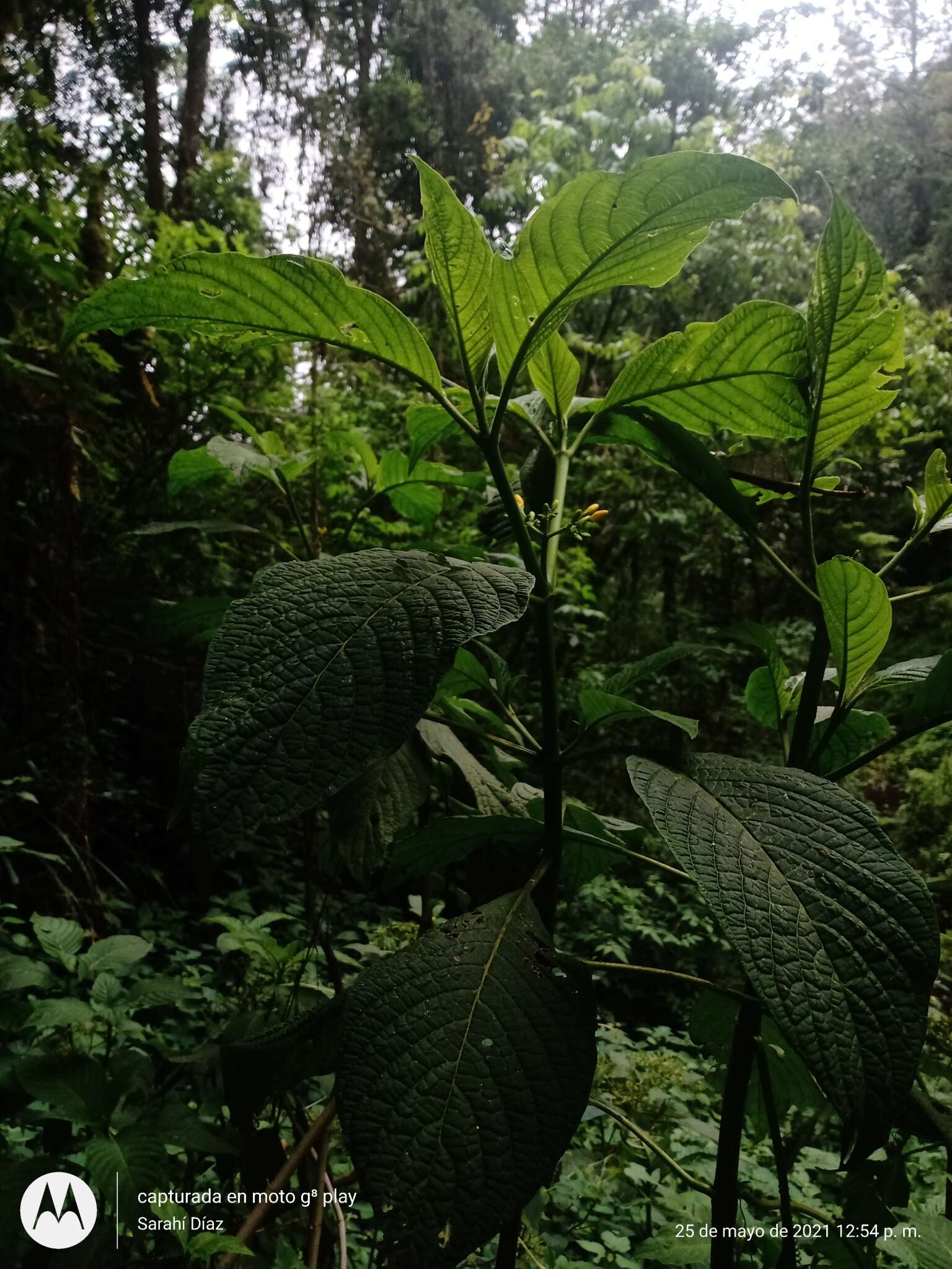 Слика од Deppea grandiflora Schltdl.