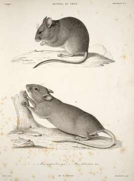 Image of Yellow-rumped Leaf-eared Mouse