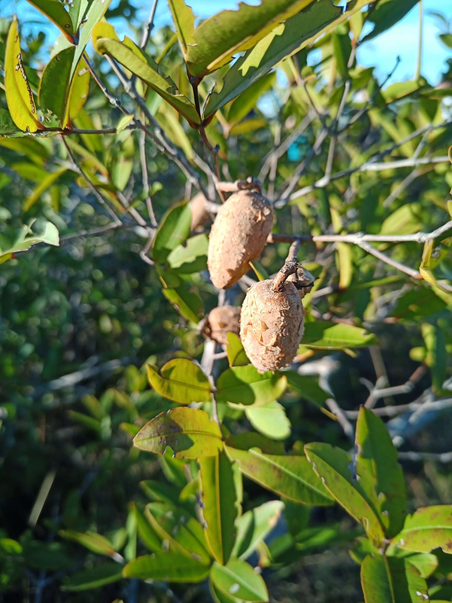 Image of Qualea parviflora Mart.