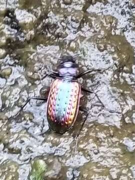 Image of Nebria (Catonebria) baicalopacifica Dudko & Shilenkov 2006