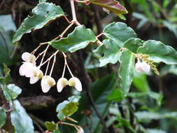 Image of Begonia radicans Vell.