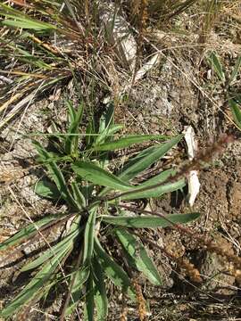 Image of gray pubescent plantain