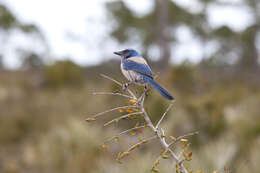 Image of Florida Jay