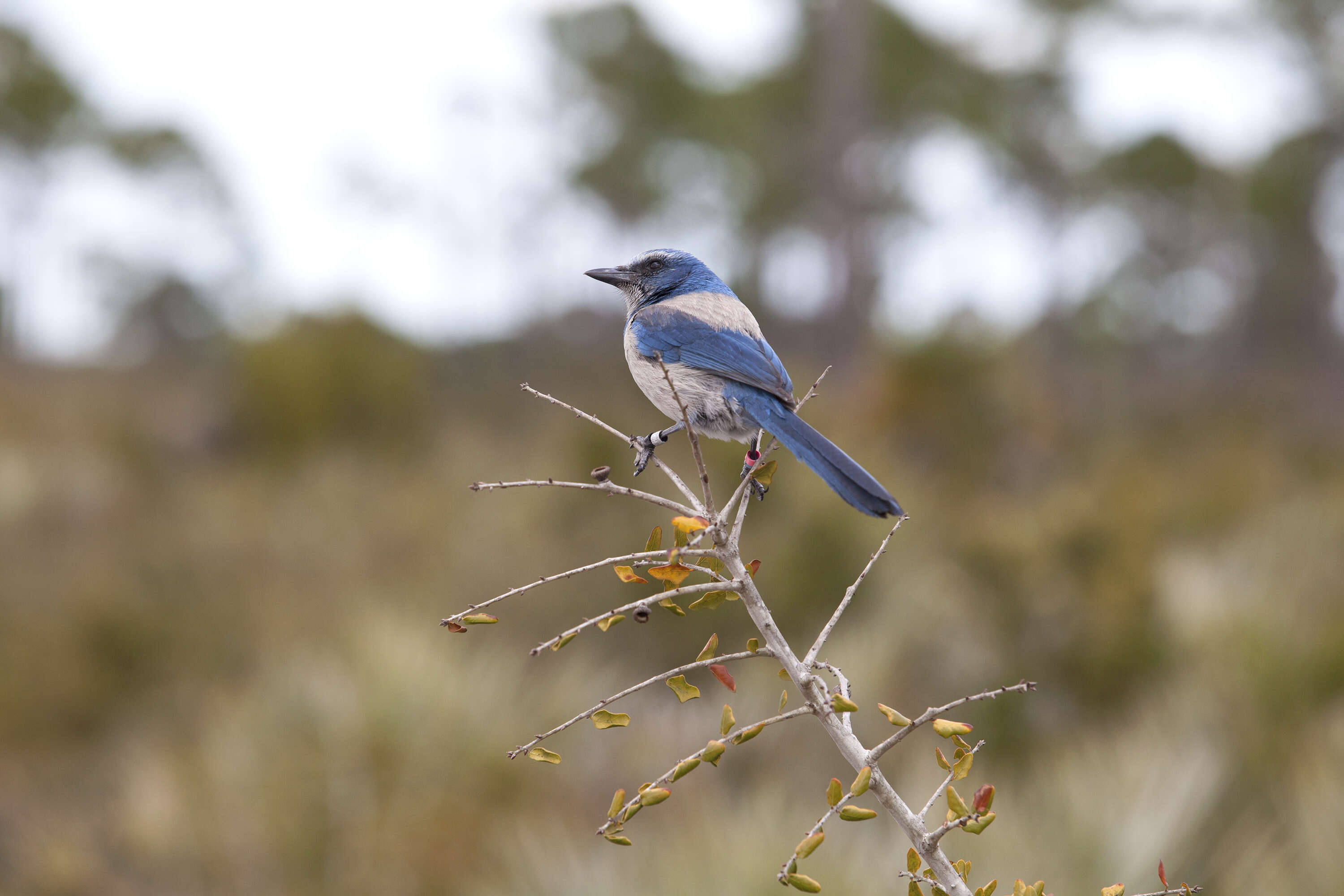 Image of Florida Jay