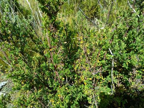 Clinopodium bolivianum (Benth.) Kuntze resmi