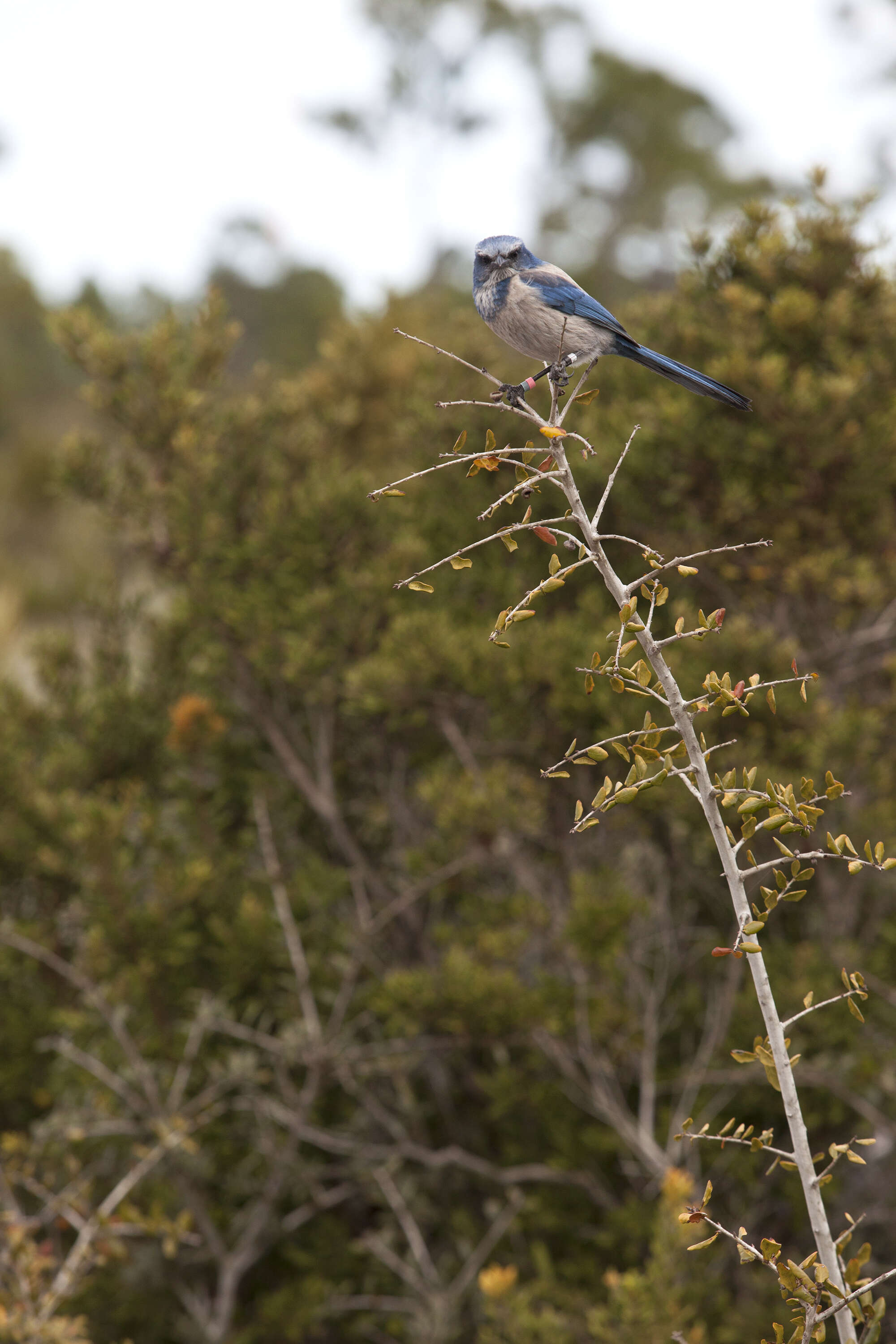 Image of Florida Jay