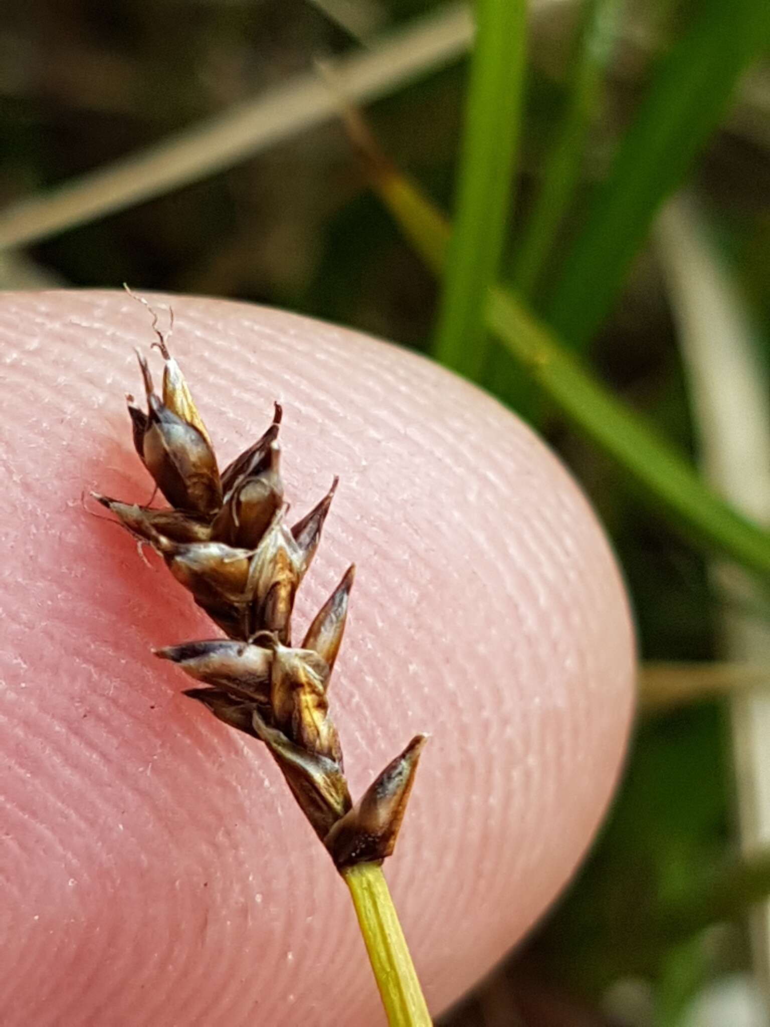 Image of parallel sedge