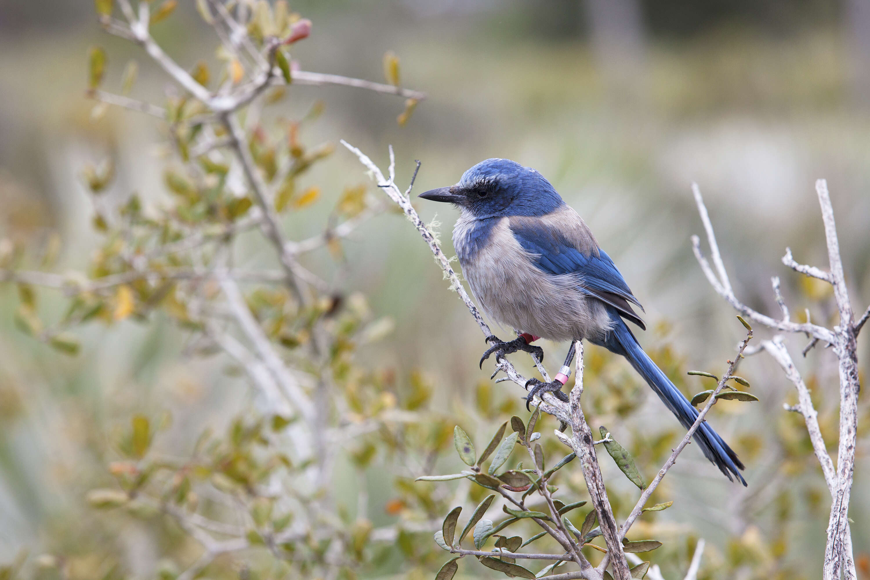 Image of Florida Jay