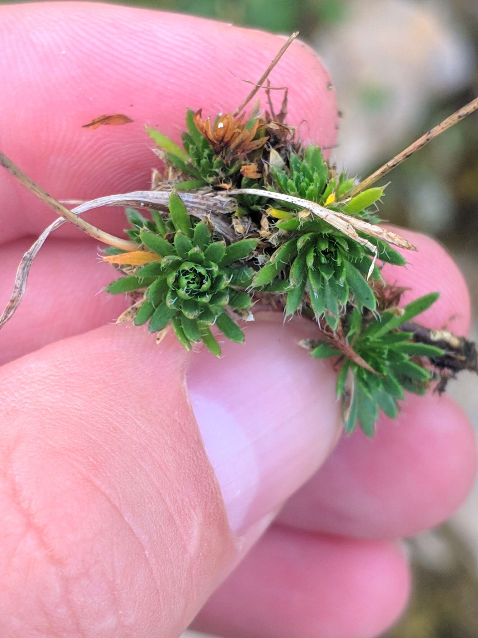 Image of Draba aizoides subsp. aizoides