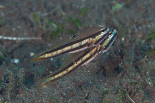 Image of Twostripe goby