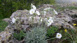 Imagem de Cerastium biebersteinii DC.