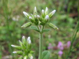 Image of sticky chickweed