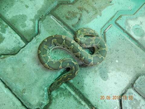 Image of Common Sand Boa