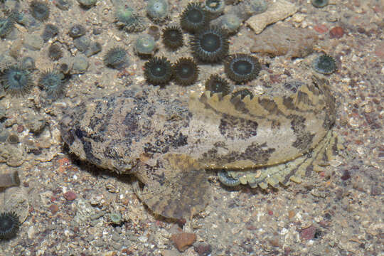 Image of Broadbent&#39;s frogfish