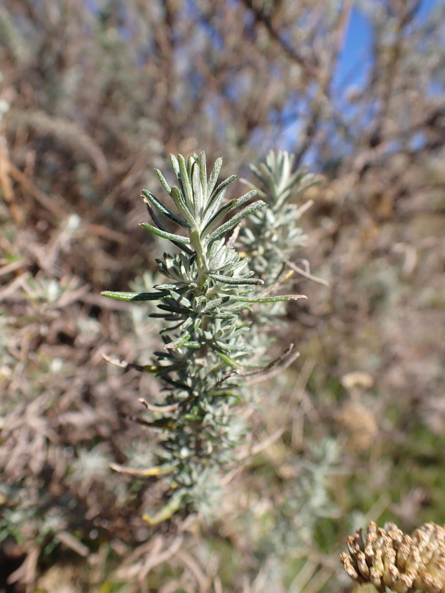 Plancia ëd Cassinia monticola Orchard