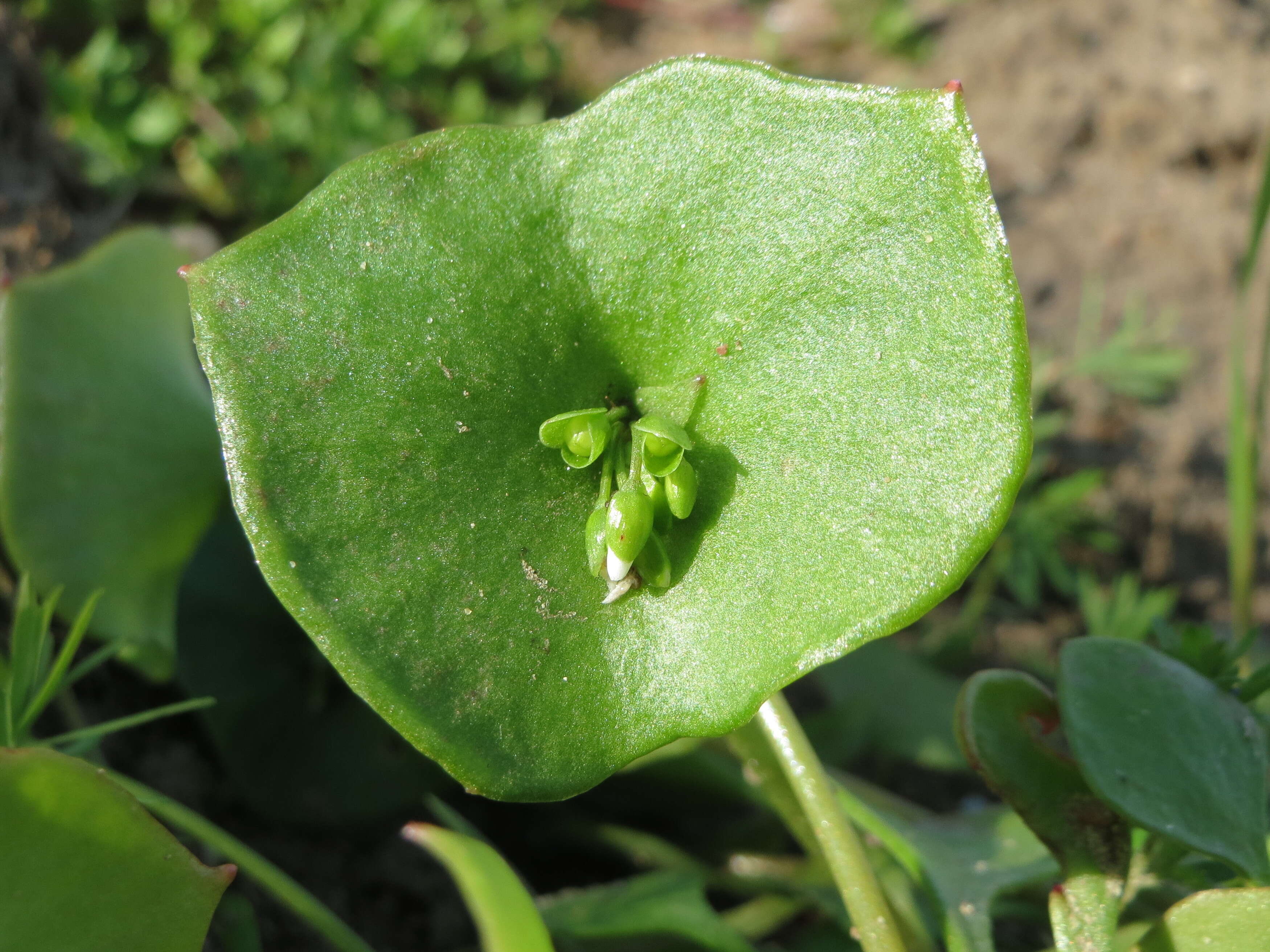 Image of Indian lettuce