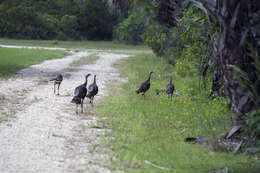 Imagem de Meleagris gallopavo Linnaeus 1758